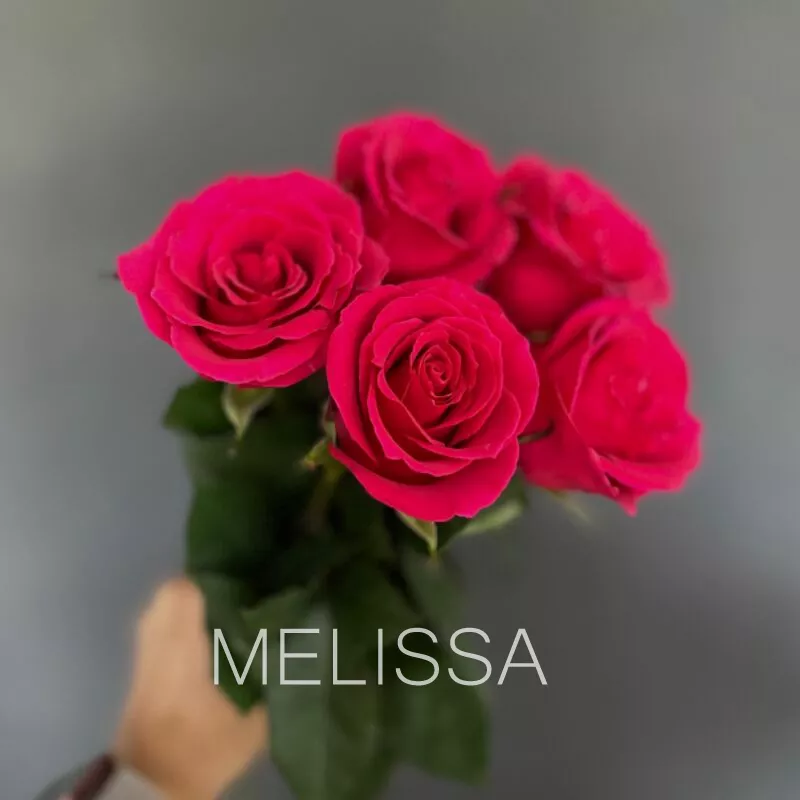 Моно &laquo;Малина&raquo; N5