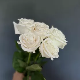 Моно White 5 от интернет-магазина «Мелисса» в Нижнем Тагиле