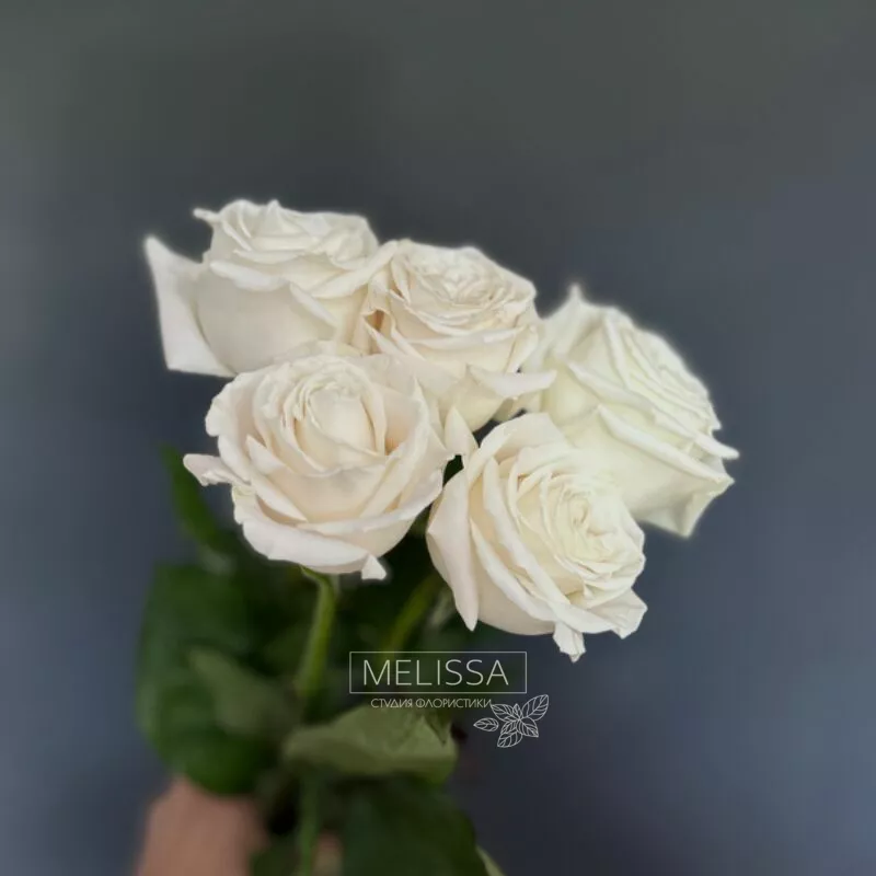 Моно White 5