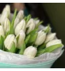 Нежные белые тюльпаны 1