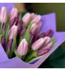 Тюльпаны мечты 1